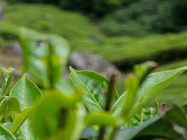 Quel itinéraire de croisière inclut des visites des plantations de thé en Inde?