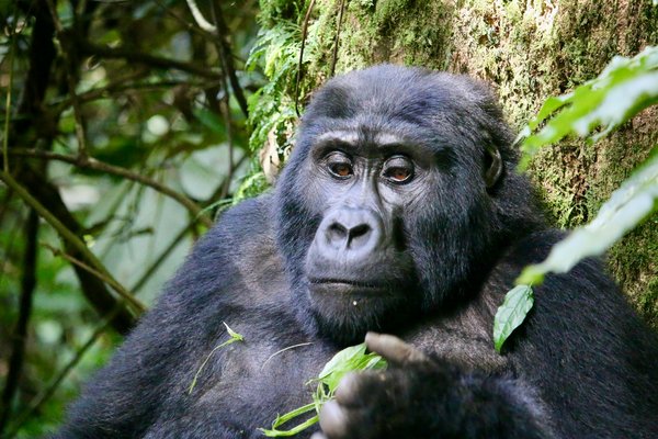 Comment organiser une expédition pour voir les gorilles des montagnes au Rwanda ?